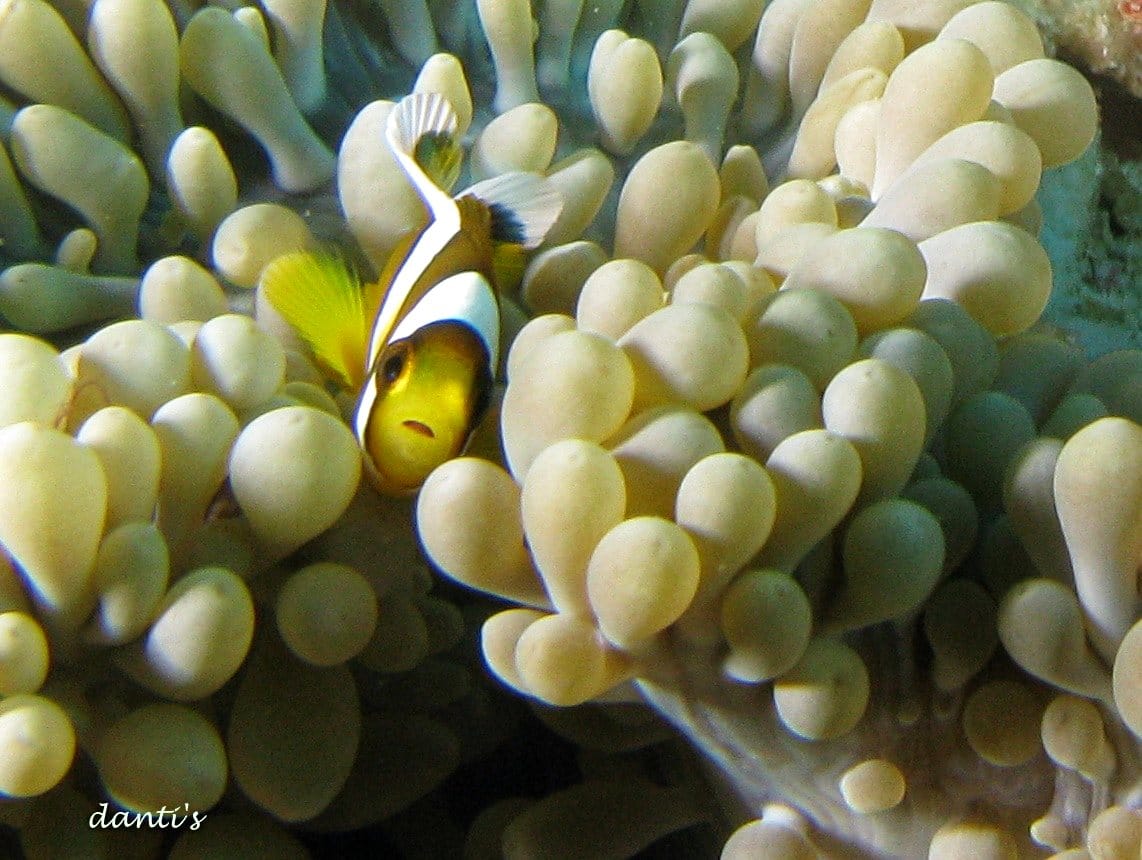 Clownfish in a pale anemone