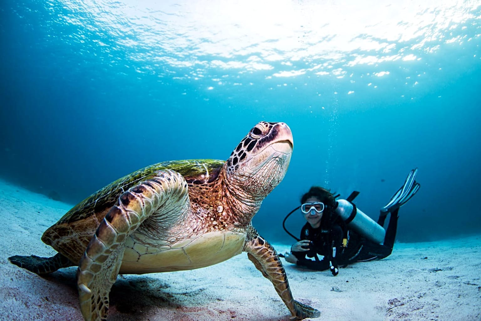 Turtle with diver