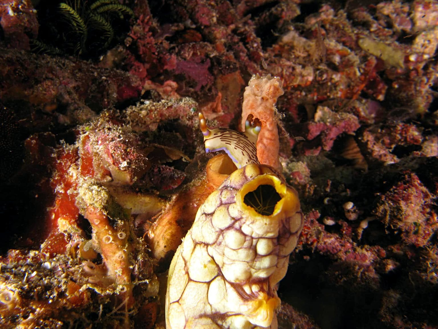 Nudibranch beside a sea squirt