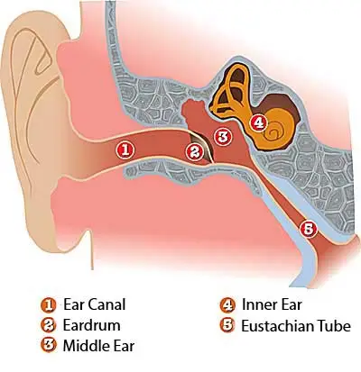 ear structure